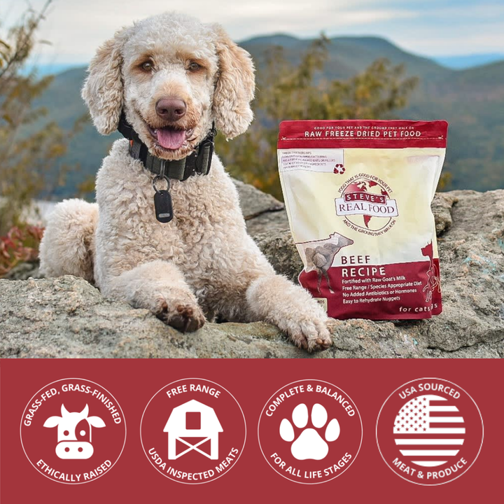 Dog sitting on a rock with a package of beef recipe pet food in front of a scenic background