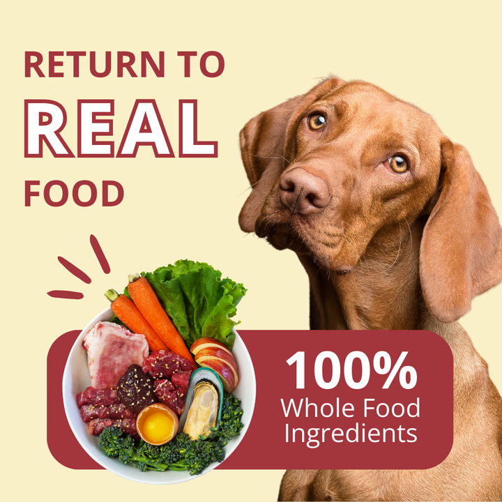 Dog with a bowl of whole food ingredients and text about real food and whole food ingredients on a beige background.