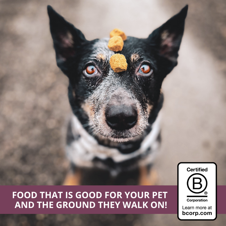 Freeze Dried Raw Dog Food: Chicken Nuggets