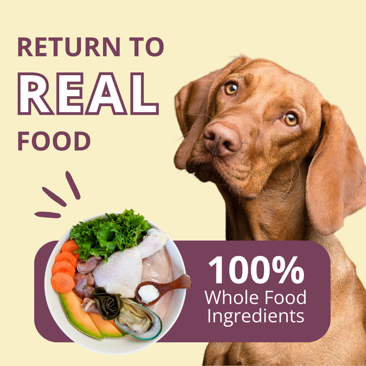 Dog looking at a bowl of whole food ingredients with text 'Return to Real Food' and '100% Whole Food Ingredients' on a beige background.