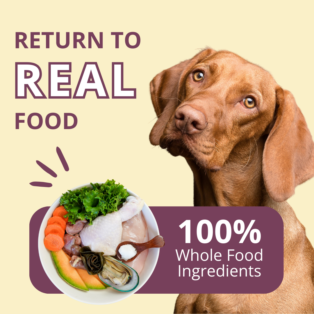 Dog looking at a bowl of whole food ingredients with text 'Return to Real Food' and '100% Whole Food Ingredients' on a beige background.