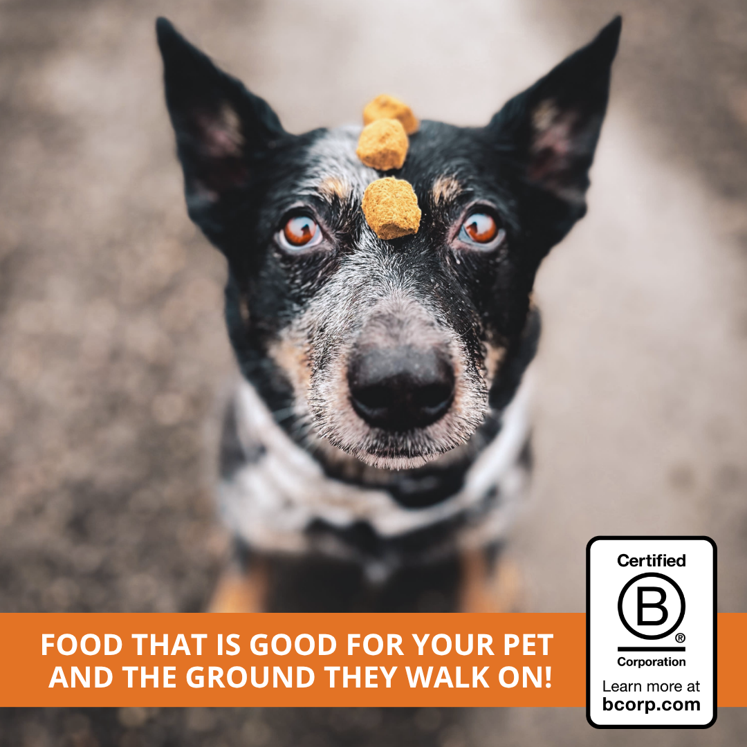 dog balancing freeze dried nuggets on head and Certified B Corporation badge in lower righthand corner