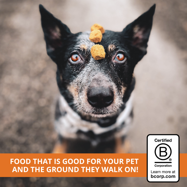 dog balancing freeze dried nuggets on head and Certified B Corporation badge in lower righthand corner