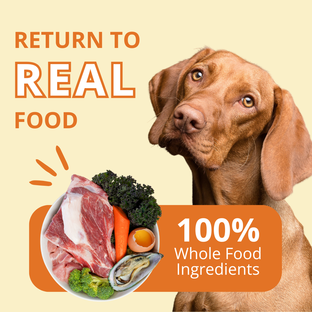 Dog looking at a bowl of raw meat, carrots, and other ingredients with text 'Return to Real Food' and '100% Whole Food Ingredients' on a beige background.
