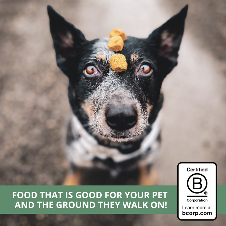 dog balancing freeze-dried nuggets on head with Certified B Corporation badge in lower right corner