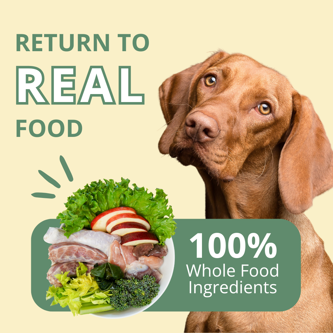 Dog looking at a plate of whole food ingredients with text 'Return to Real Food' and '100% Whole Food Ingredients' on a beige background.