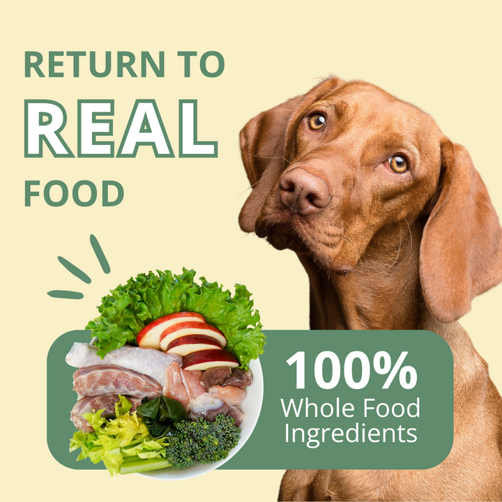 Dog looking at a plate of whole food ingredients with text 'Return to Real Food' and '100% Whole Food Ingredients' on a beige background.
