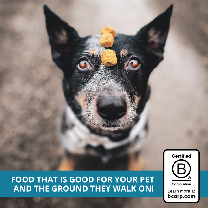 dog balancing freeze-dried nuggets on head with Certified B Corp badge logo
