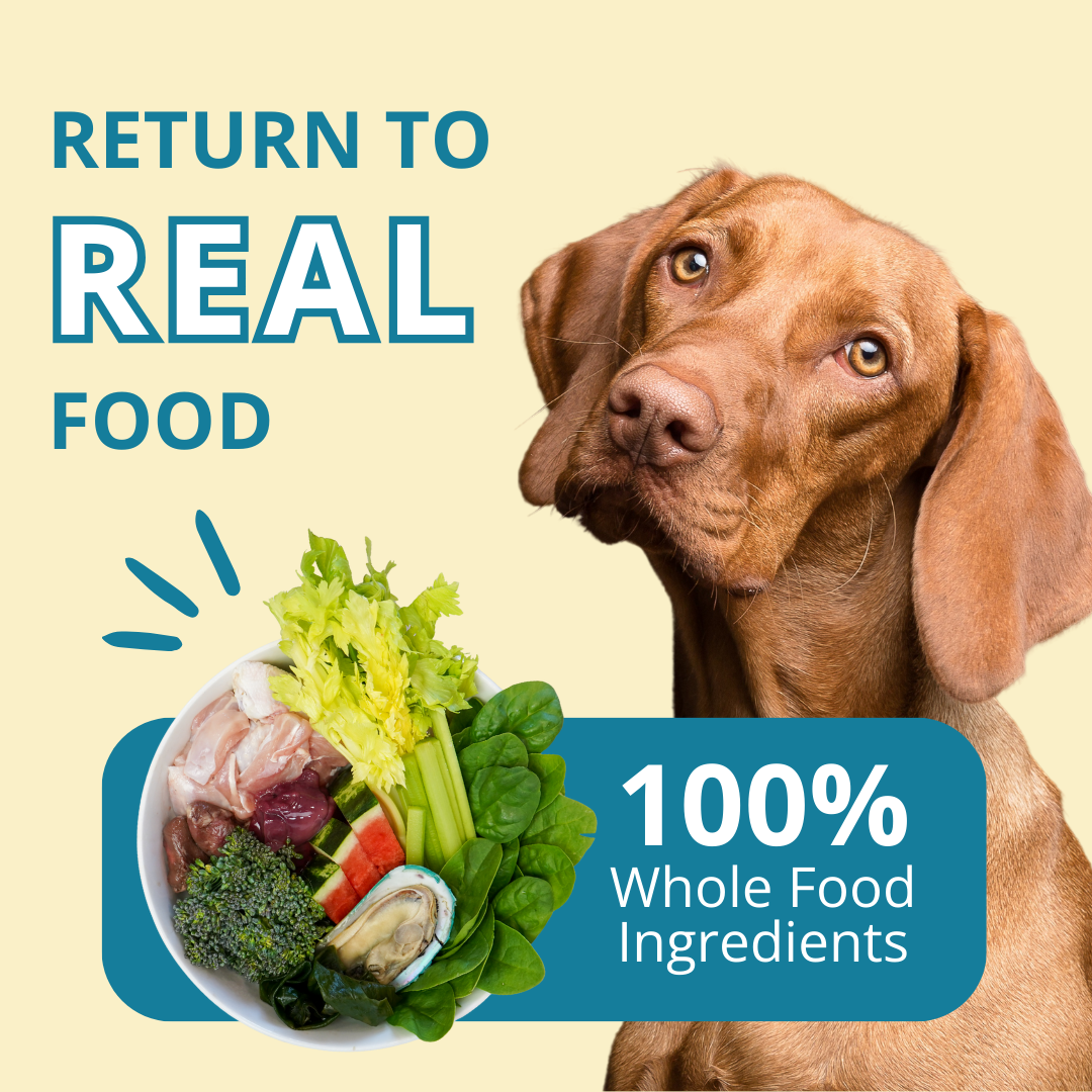 Dog with a bowl of salad and text about whole food ingredients on a beige background