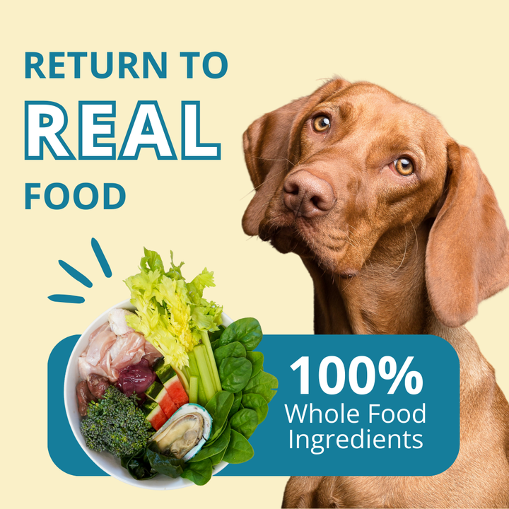 Dog with a bowl of salad and text about whole food ingredients on a beige background