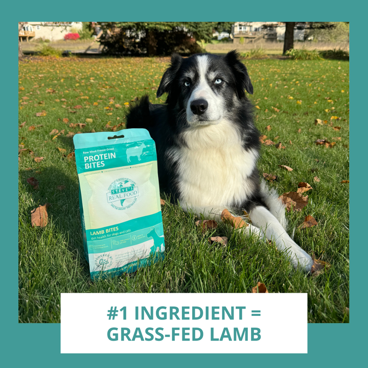 Dog lying on grass with a package of protein bites labeled 'Grass-Fed Lamb' in the foreground.