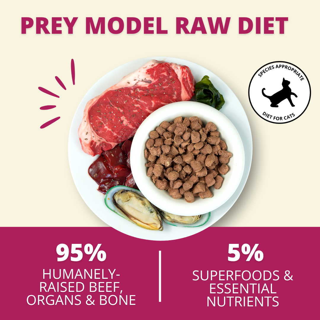 Promotional graphic for a rawcat food titled 'PREY MODEL RAW DIET' on a beige background with a dark magenta footer. The center shows a white plate with a raw beef steak, organ meat, green leaves, and a bowl of brown kibble, plus a circular 'SPECIES APPROPRIATE' logo.