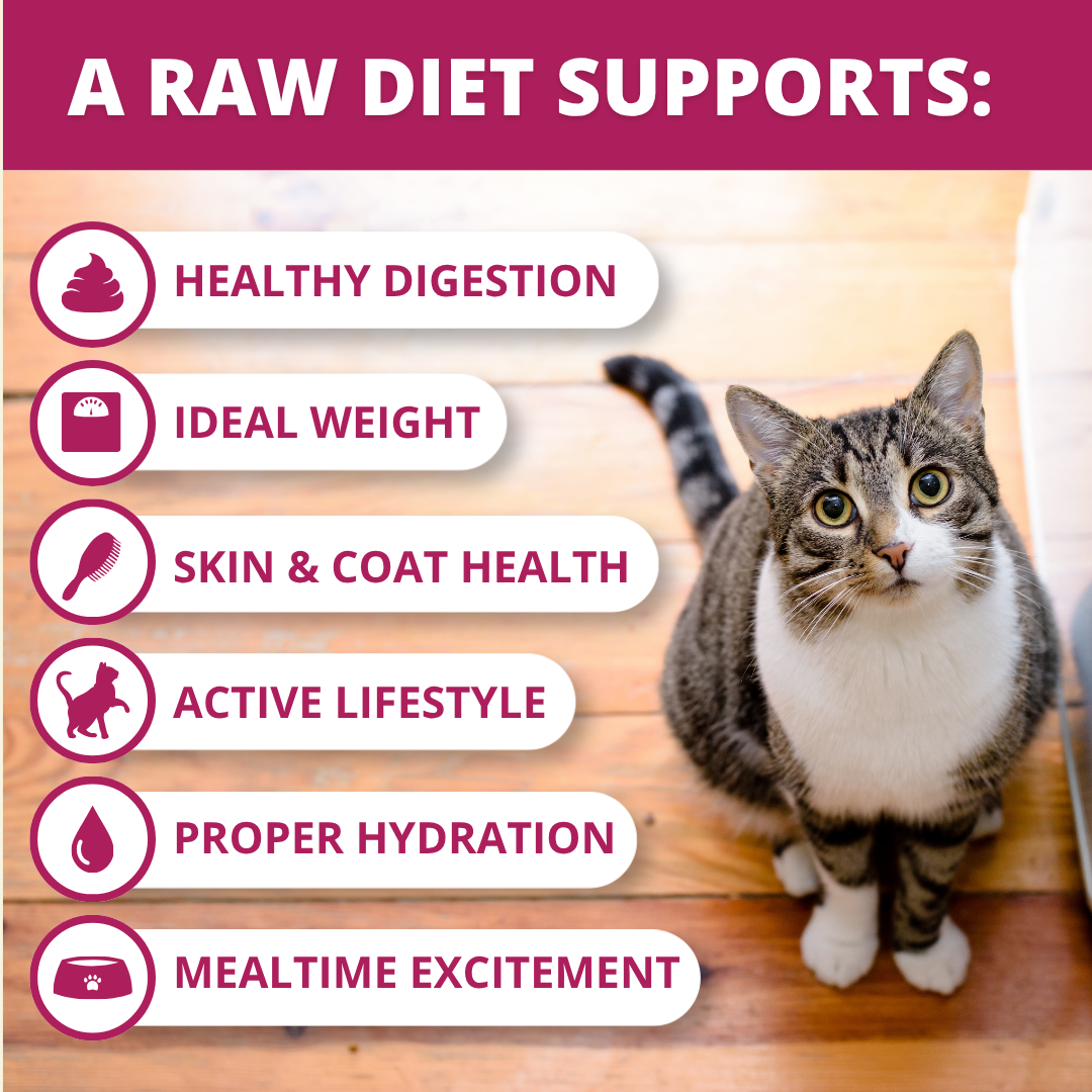 Promotional graphic for Quest raw cat food featuring a tabby and white cat on a wooden floor. The left side lists benefits with icons: Healthy Digestion, Ideal Weight, Skin & Coat Health, Active Lifestyle, Proper Hydration, and Mealtime Excitement.