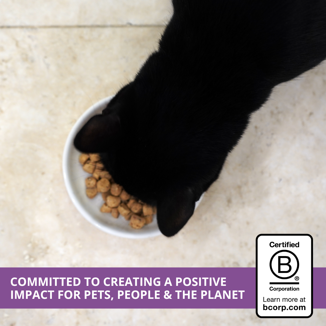 A black cat eating from a white bowl of raw cat food on a light beige tiled floor, with a purple text banner at the bottom and a B Corp certification logo in the lower right corner.