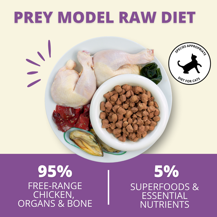 A promotional graphic for a raw cat diet showing a plate with raw chicken pieces, organs, greens, and a bowl of kibble. Text reads 'PREY MODEL RAW DIET' and highlights 95% free-range chicken, organs & bone with 5% superfoods & essential nutrients.