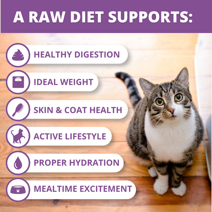 Promotional graphic for Quest raw cat food, featuring a tabby and white cat on a wooden floor next to a list of benefits: healthy digestion, ideal weight, skin & coat health, active lifestyle, proper hydration, and mealtime excitement.