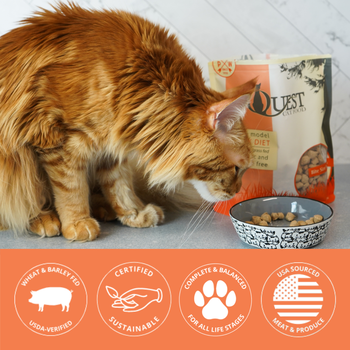 Cat eating from a bowl with brand icons at the bottom
