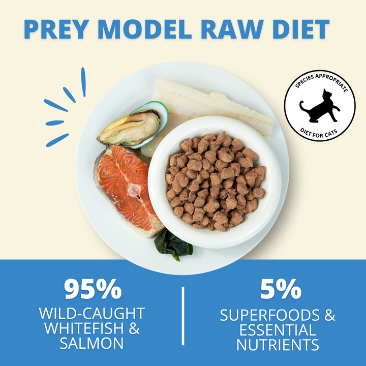 Promotional graphic for a fish raw cat diet showing a white plate with salmon, green lipped mussels, white fish, and a bowl of raw cat food, with text reading 'PREY MODEL RAW DIET' and '95% WILD-CAUGHT WHITEISH & SALMON' and '5% SUPERFOODS & ESSENTIAL NUTRIENTS'.