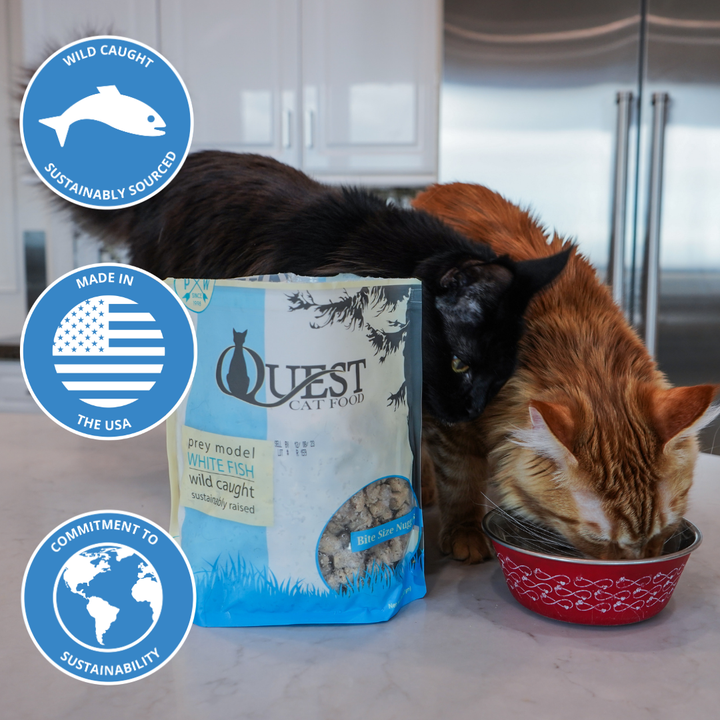 A bag of Quest Raw Cat Food prey model white fish wild caught flavor is shown on a kitchen counter next to two cats, one black and one orange, eating from a red bowl. Three circular blue badges on the left highlight sustainability and origin features.
