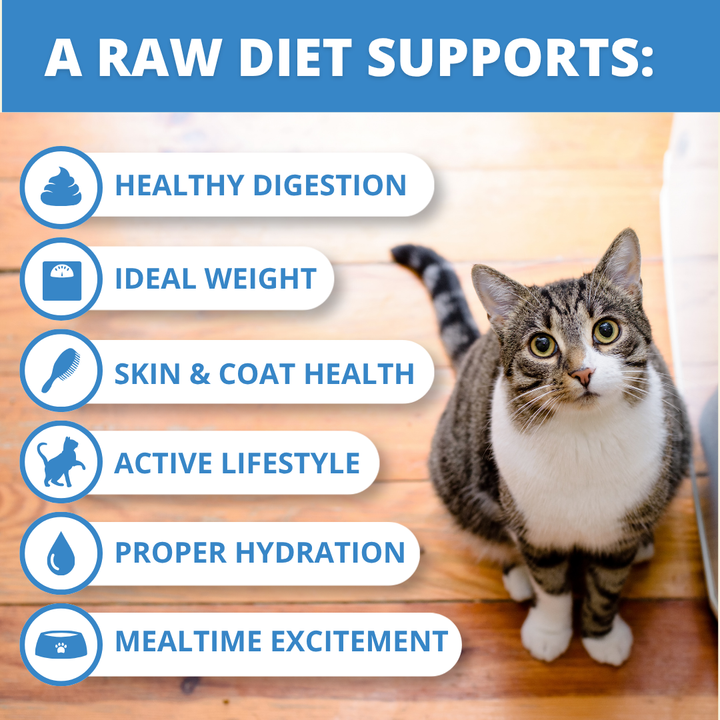 Promotional graphic for a raw diet cat food featuring a gray and white tabby cat sitting on a wooden floor. The left side lists benefits with icons: Healthy Digestion, Ideal Weight, Skin & Coat Health, Active Lifestyle, Proper Hydration, and Mealtime Excitement.