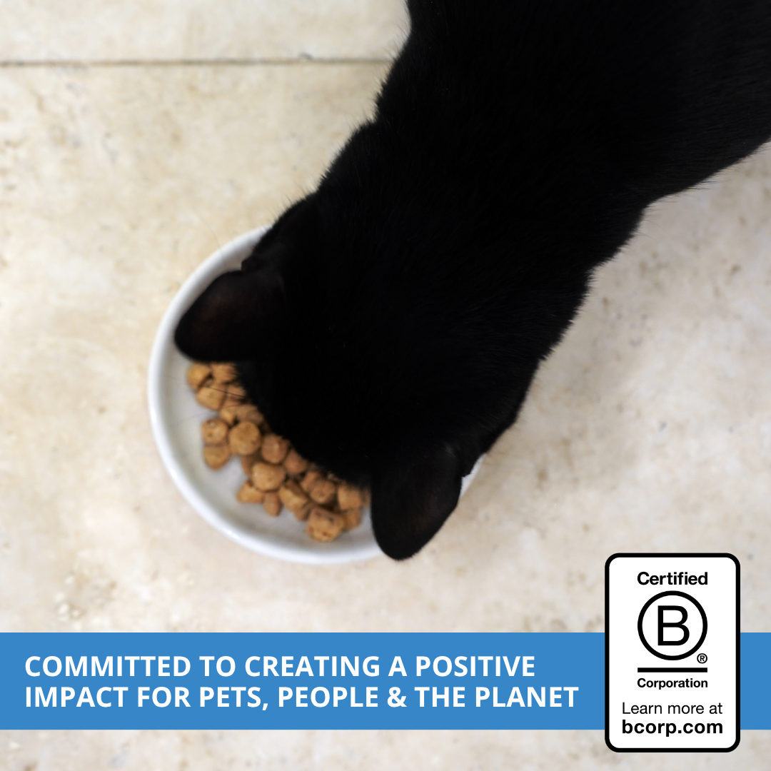 A black cat eating from a white bowl of raw cat food on a light beige tiled floor, with a blue banner at the bottom and a B Corp certification logo in the lower right.