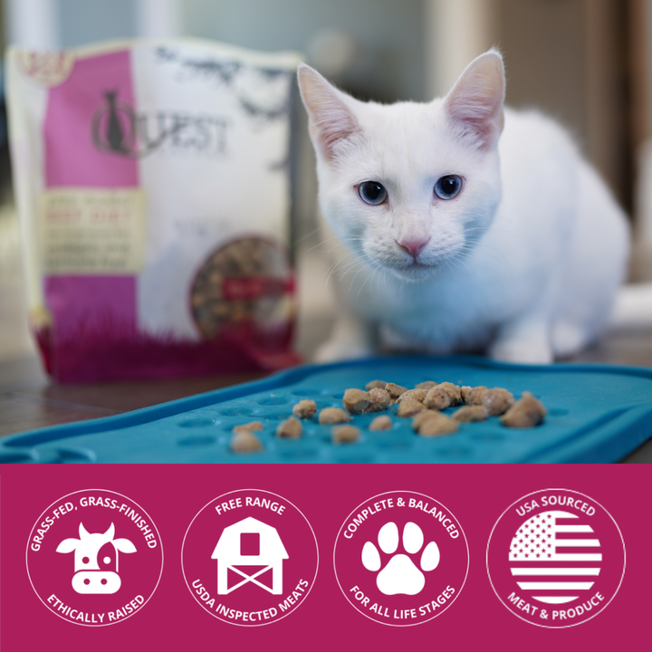 white cat with frozen raw cat nuggets on feeding platter and brand icons at the bottom