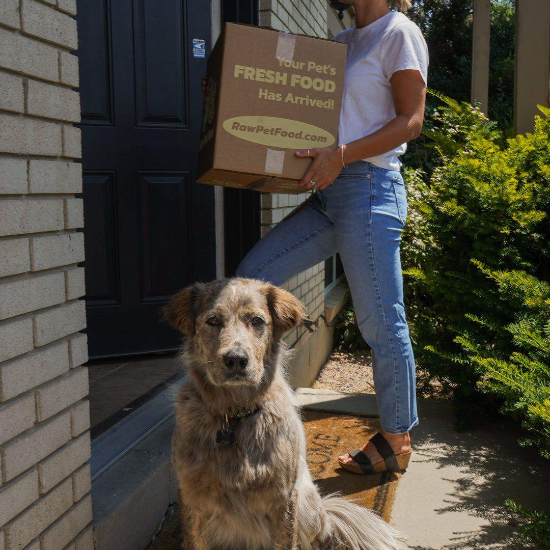 dog on house front step with woman bringing in fresh dog food delivery box