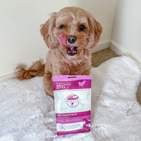 Chicken Protein Bites FreezeDried Gut Health Treats for Dogs and Ca