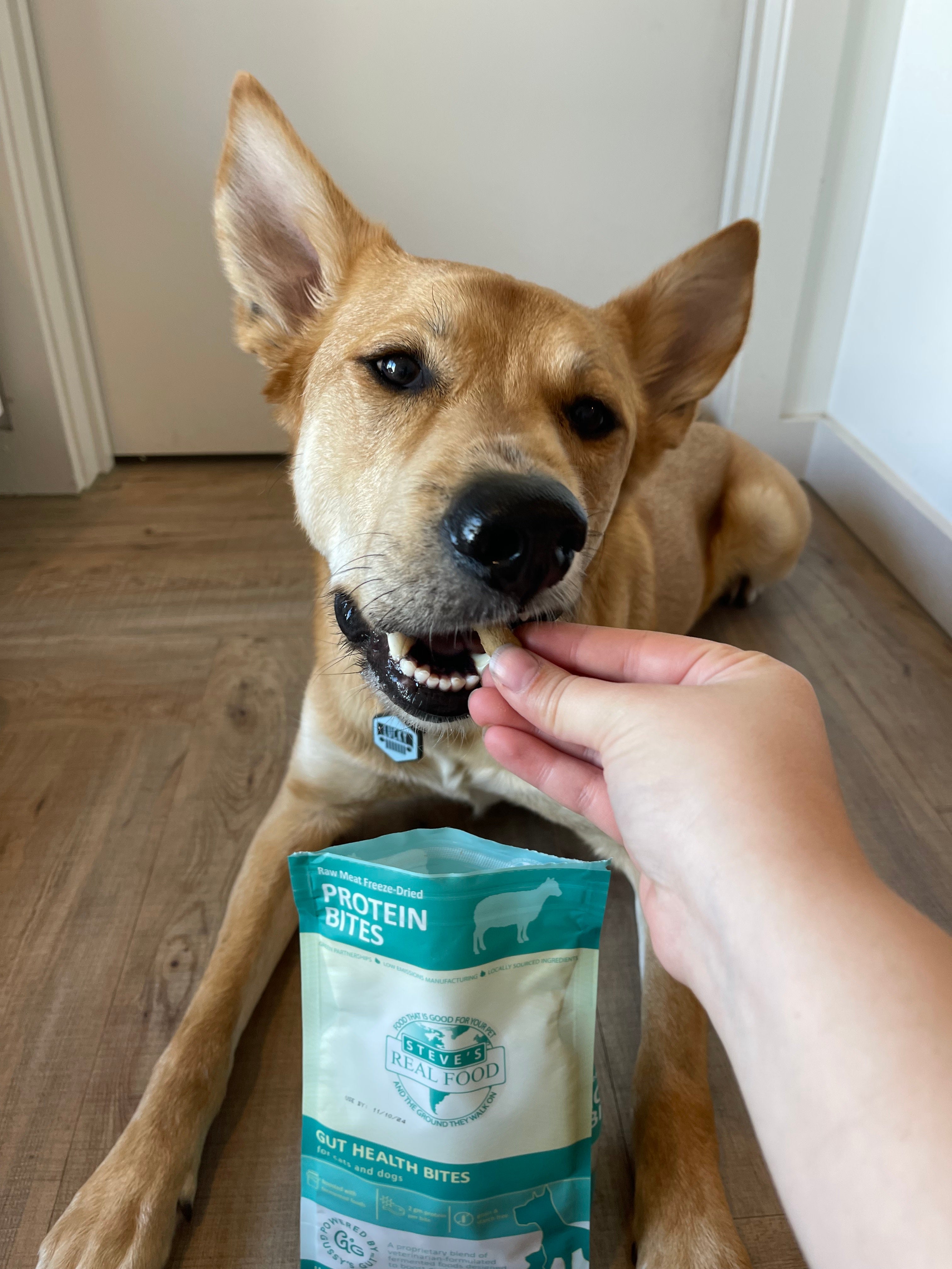 Lamb Protein Bites - Freeze-Dried Gut Health Treats for Dogs and Cats