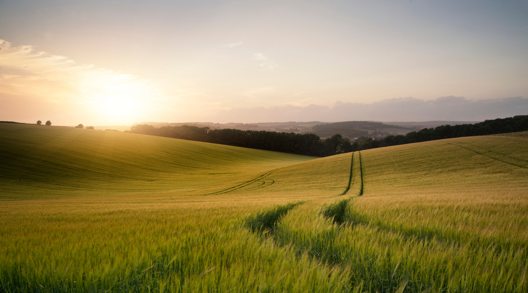 A scenic landscape photograph of rolling green and golden wheat fields under a warm sunset sky, with a bright sunburst on the left and a dirt path leading through the crops toward distant hills.