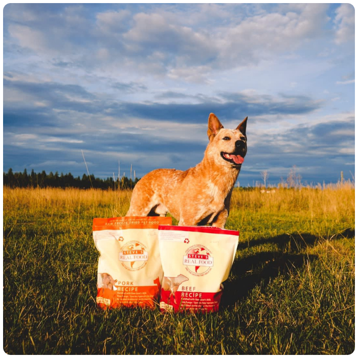 A tan and white dog stands in a grassy field with two bags of freeze dried raw dog food placed in front of it under a cloudy blue sky. 
