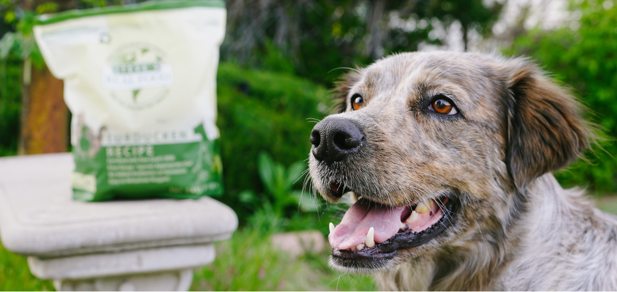 Dog with a bag of dog food in an outdoor setting