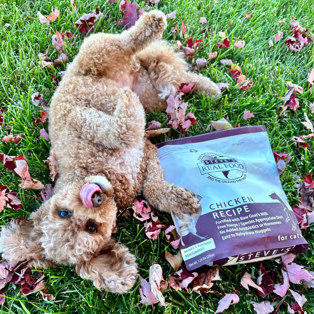 Freeze Dried Raw Dog Food: Chicken Nuggets