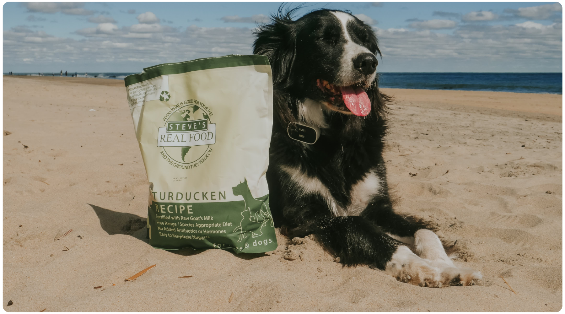 A black and white dog sits on a sandy beach next to a bag of turducken raw dog food