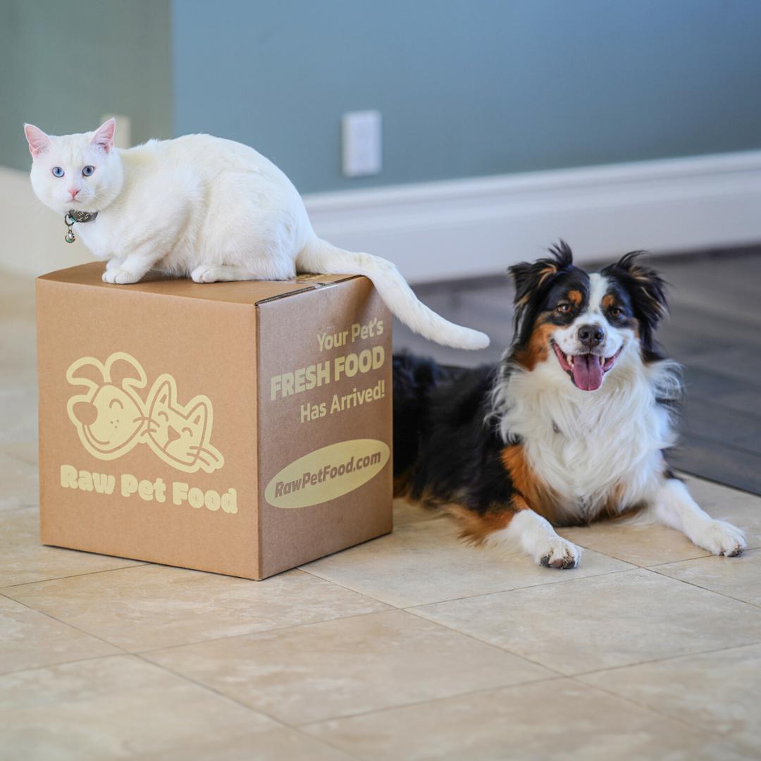 Cheap pet food delivered clearance