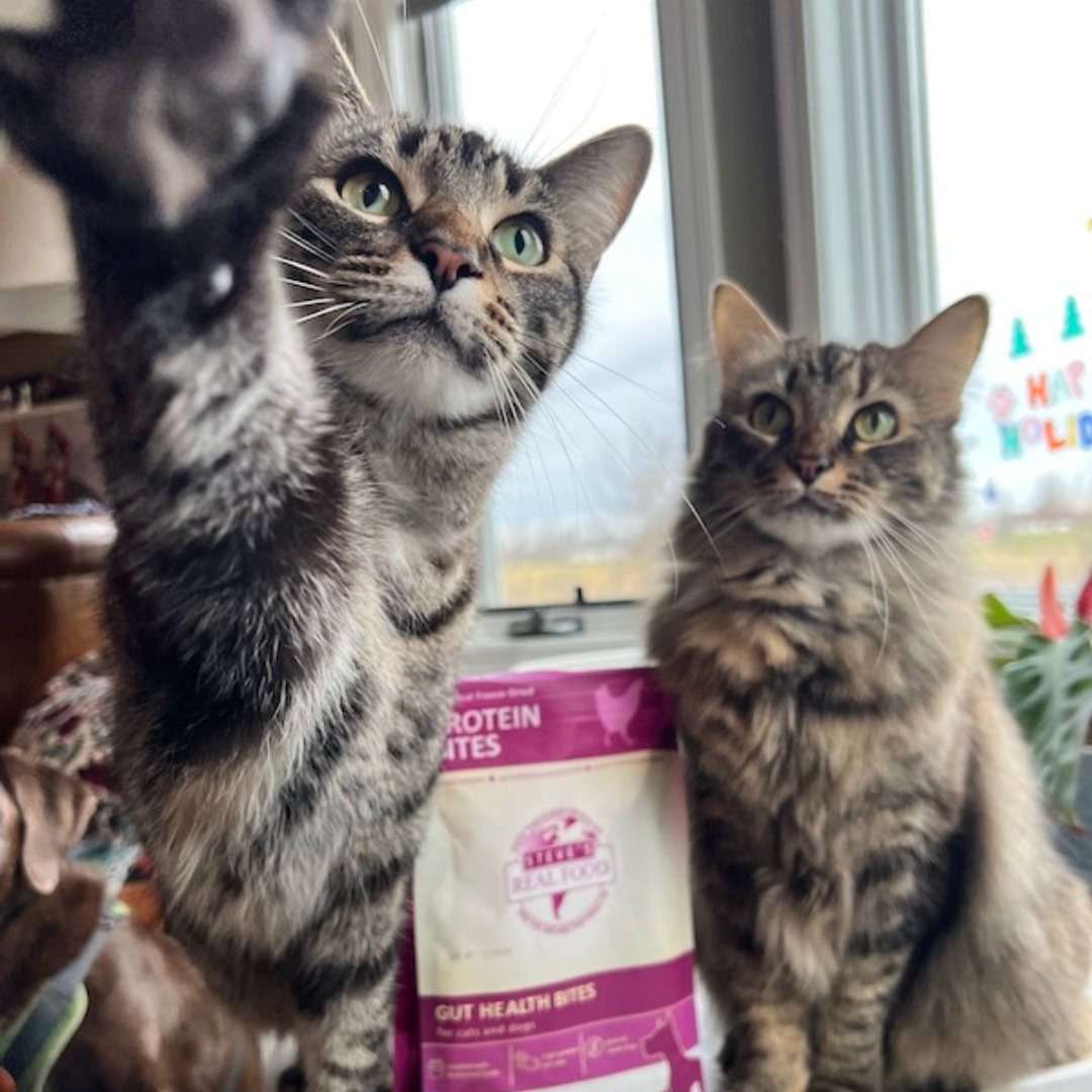 Chicken Protein Bites FreezeDried Gut Health Treats for Dogs and Ca